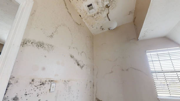 Best Forensic Mold Investigation  in Gunnison, UT