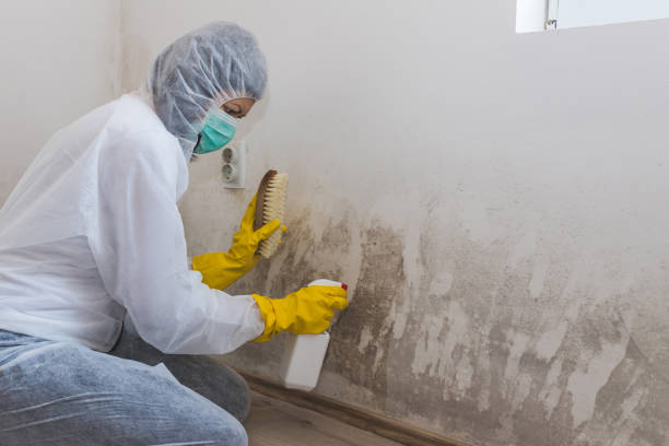 Best Environmental Consulting for Mold Prevention  in Gunnison, UT