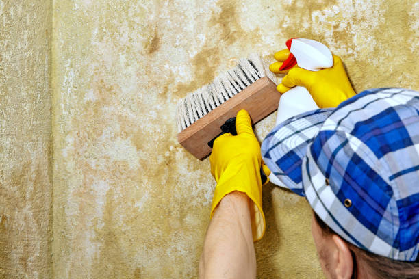 Best Residential Mold Inspection & Testing  in Gunnison, UT